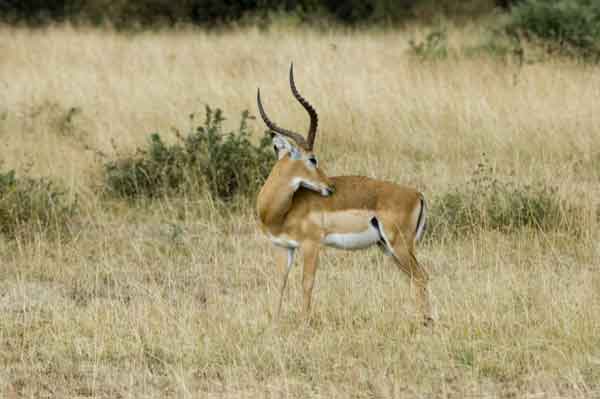 Antílope Impala - reserva nacional de Masai Mara - Kenia 1.jpg